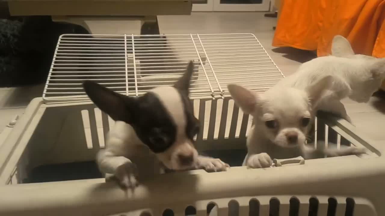 Chihuahua cani in vendita: Chihuahua a pelo corto - Video 2