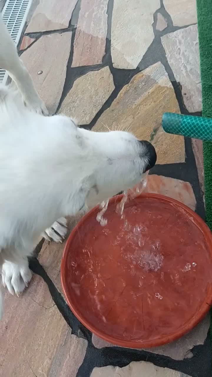 Meticcio cani in regalo: Totò cerca casa - Video 3
