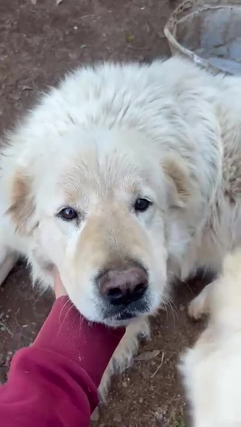 Meticcio cani in regalo: Biancone splendido cagnolone cerca casa  - Video 2