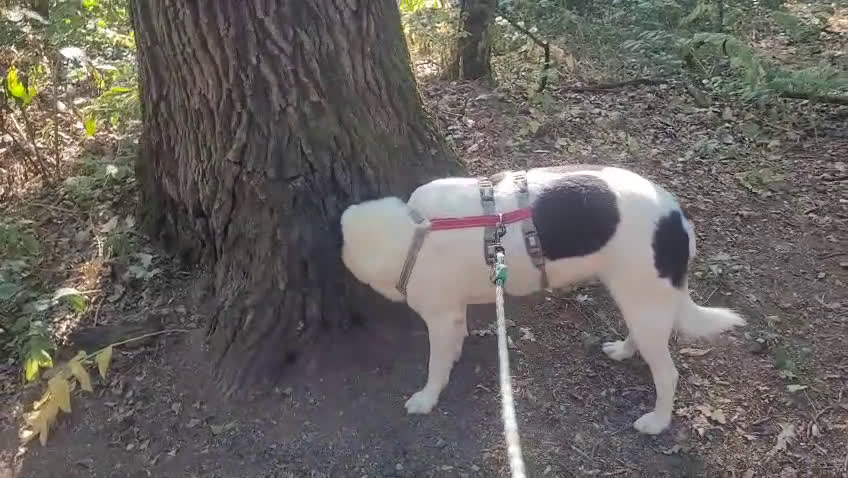 Meticcio cani in regalo: Splendida meticcia - COOKIE a Città metropolitana di Milano - Video 2
