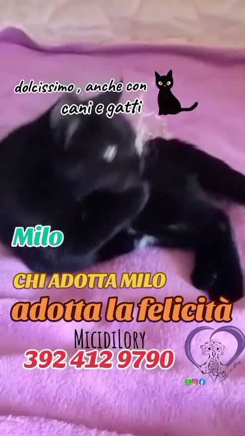 Europeo gatti in regalo: MILO DOLCISSIMO - Video 1
