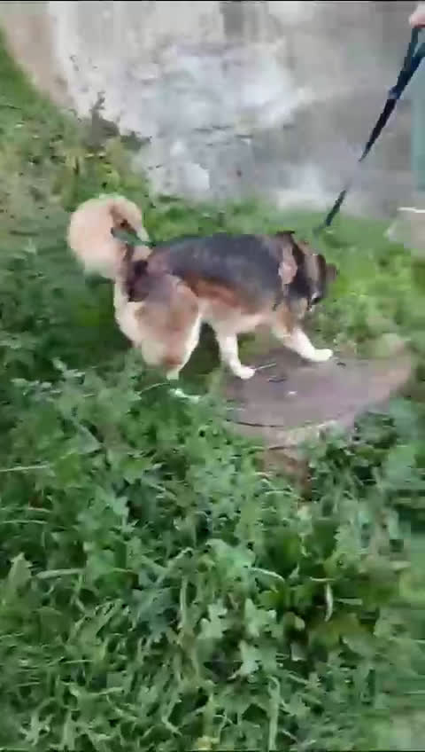 Husky cani in regalo: LARA  a Provincia di Avellino - Video 1