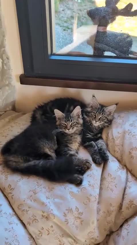 Maine Coon gatti in vendita: Cucciole di Maine Coon  - Video 1