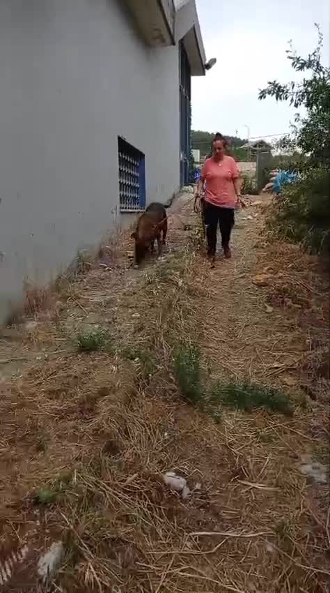 Meticcio cani in regalo: MORGANA superaffettuosa! - Video 3