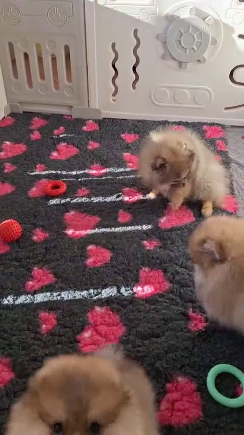 Volpino Pomerania cani in vendita: Spitz tedesco nano - Video 3