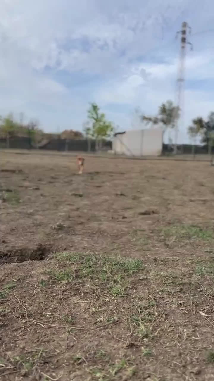 Altre razze cani in regalo: Cagnolino piccola taglia  - Video 1