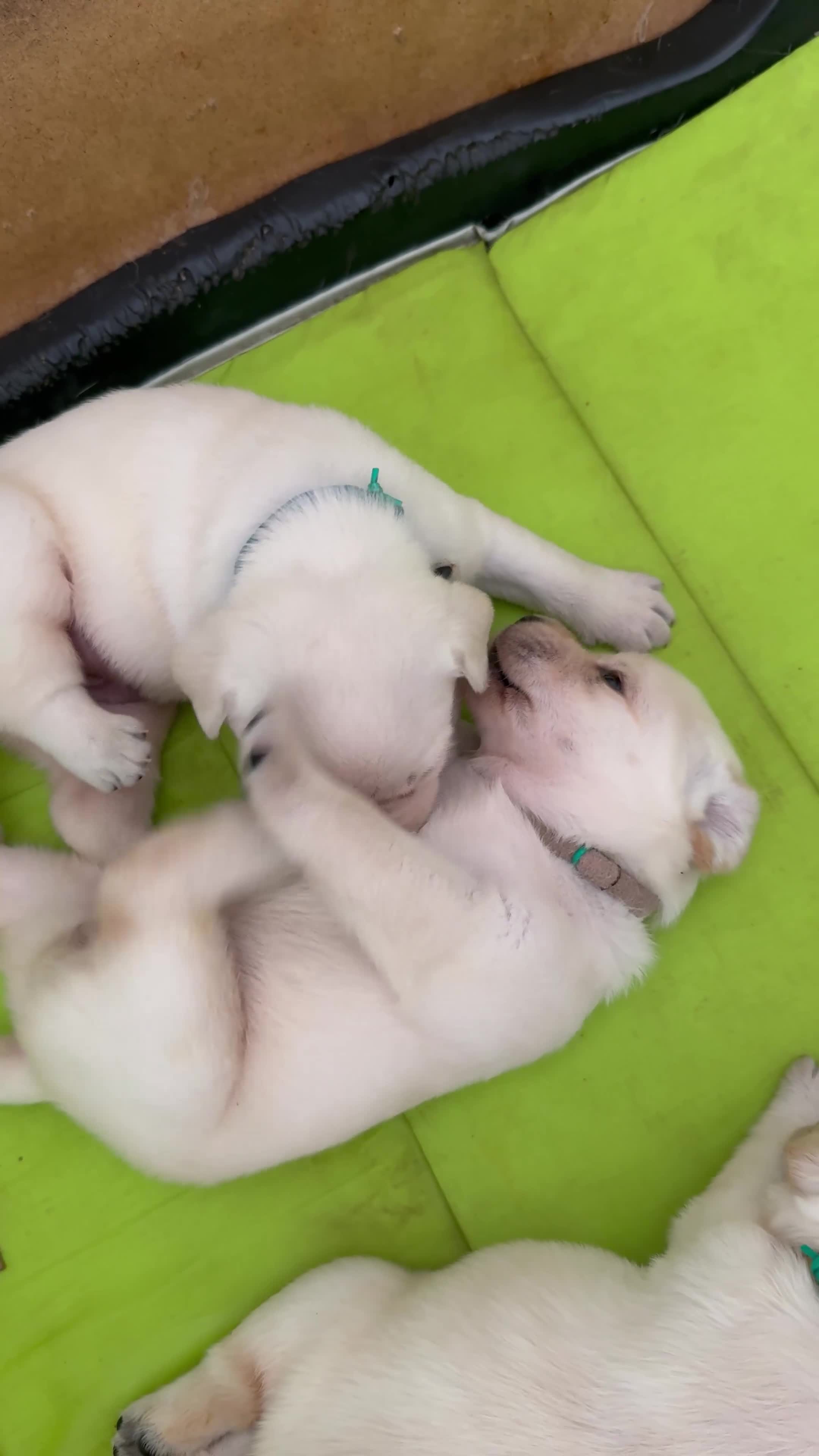 Labrador cani in vendita: Cuccioli Labrador Miele - Video 1