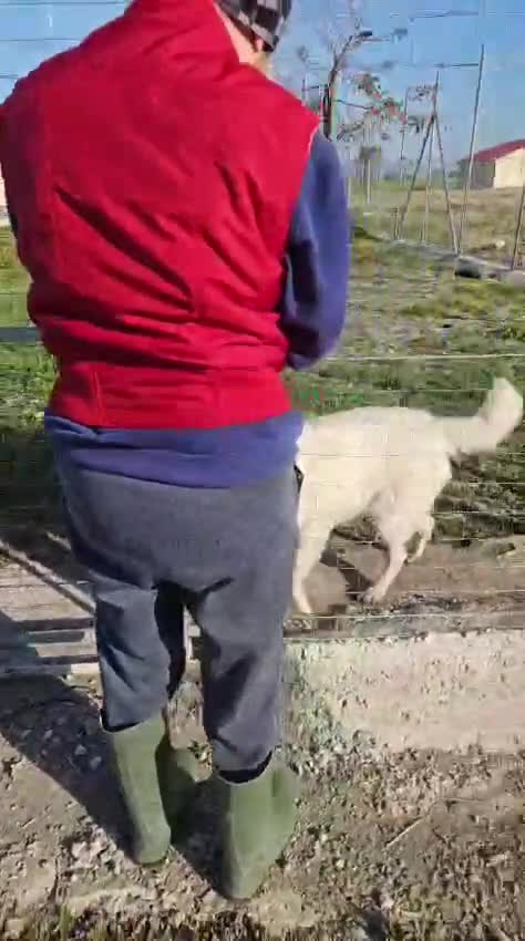 Meticcio cani in regalo: Ugo: cucciolone buonissimo con tutti  - Video 1