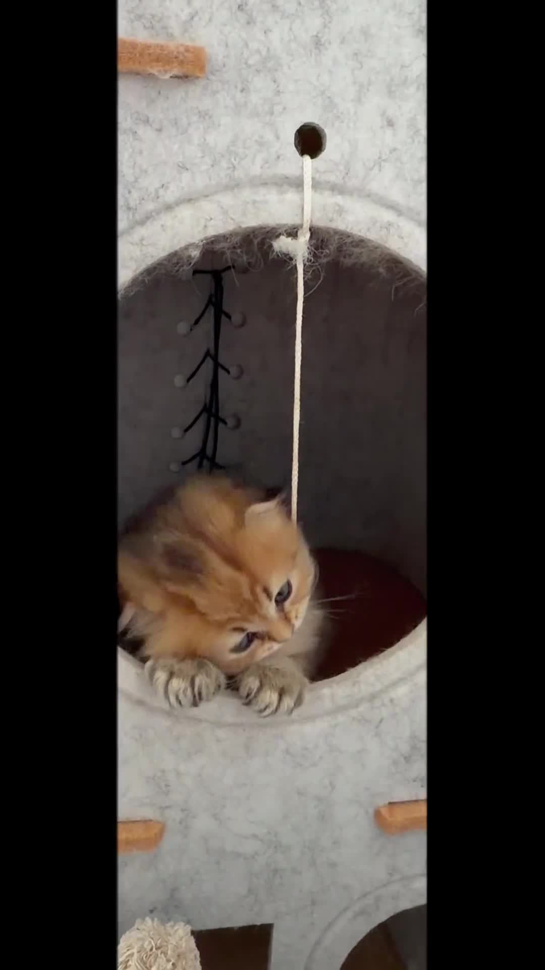 Scottish gatti in vendita: Scottish fold&straihgt - Video 1