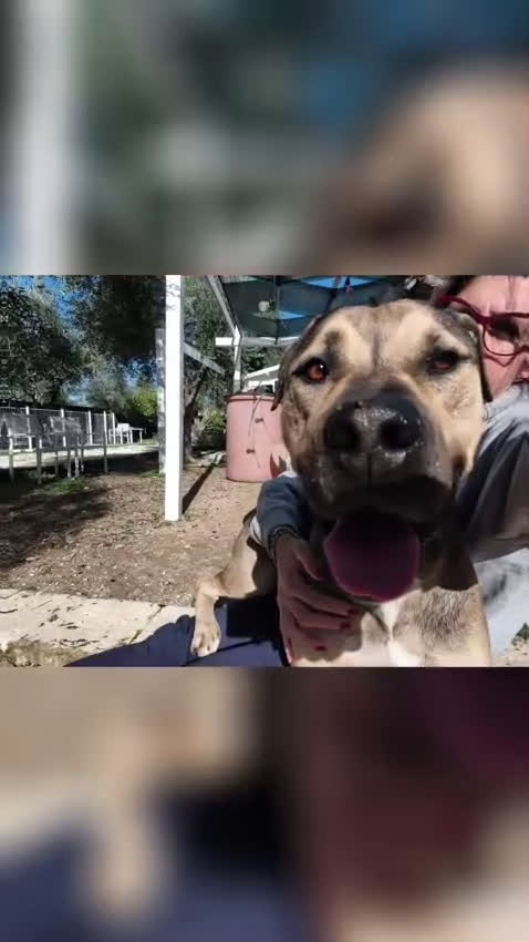 Meticcio cani in regalo: Bobby simil pit fuori, angelo nell anima - Video 5