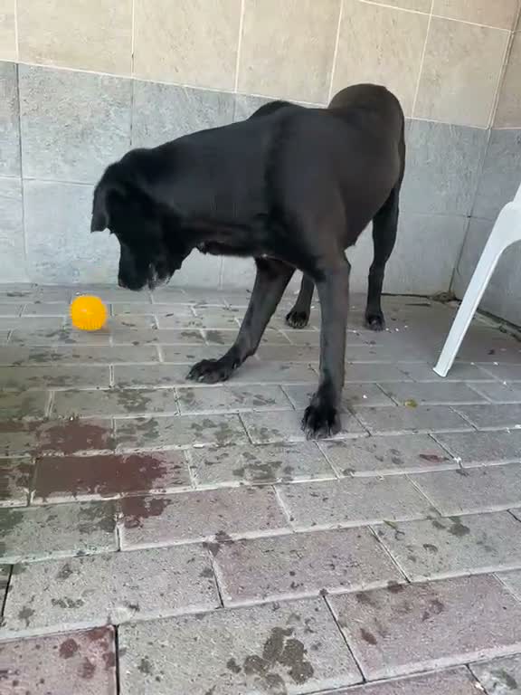 Meticcio cani in regalo: ELIJA DOLCE LABRADOR - Video 2