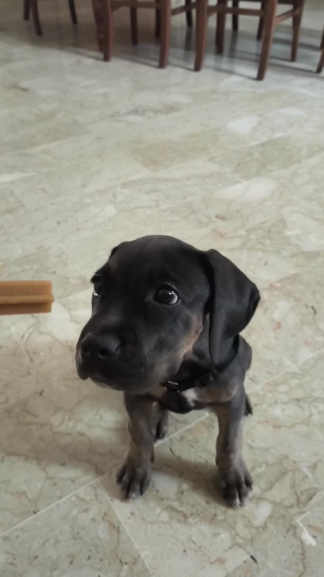 Cane Corso cani in vendita: Cuciolo cane corso  - Video 1