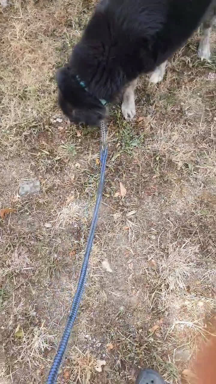 Meticcio cani in regalo: TINO  a Provincia di Avellino - Video 3