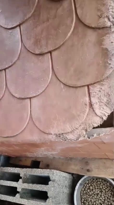 Cane Corso cani in regalo: Kira e Zeus, due anime buone in cerca di casa - Video 2