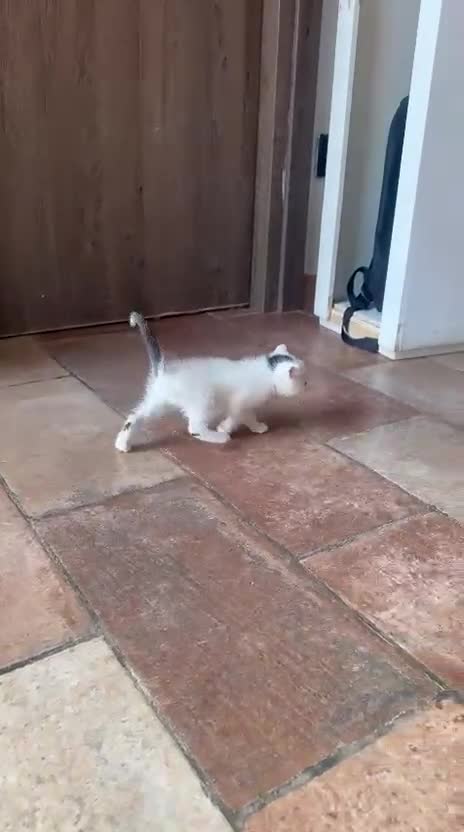 Europeo gatti in vendita: Cucciolata di gatti europei - Video 1