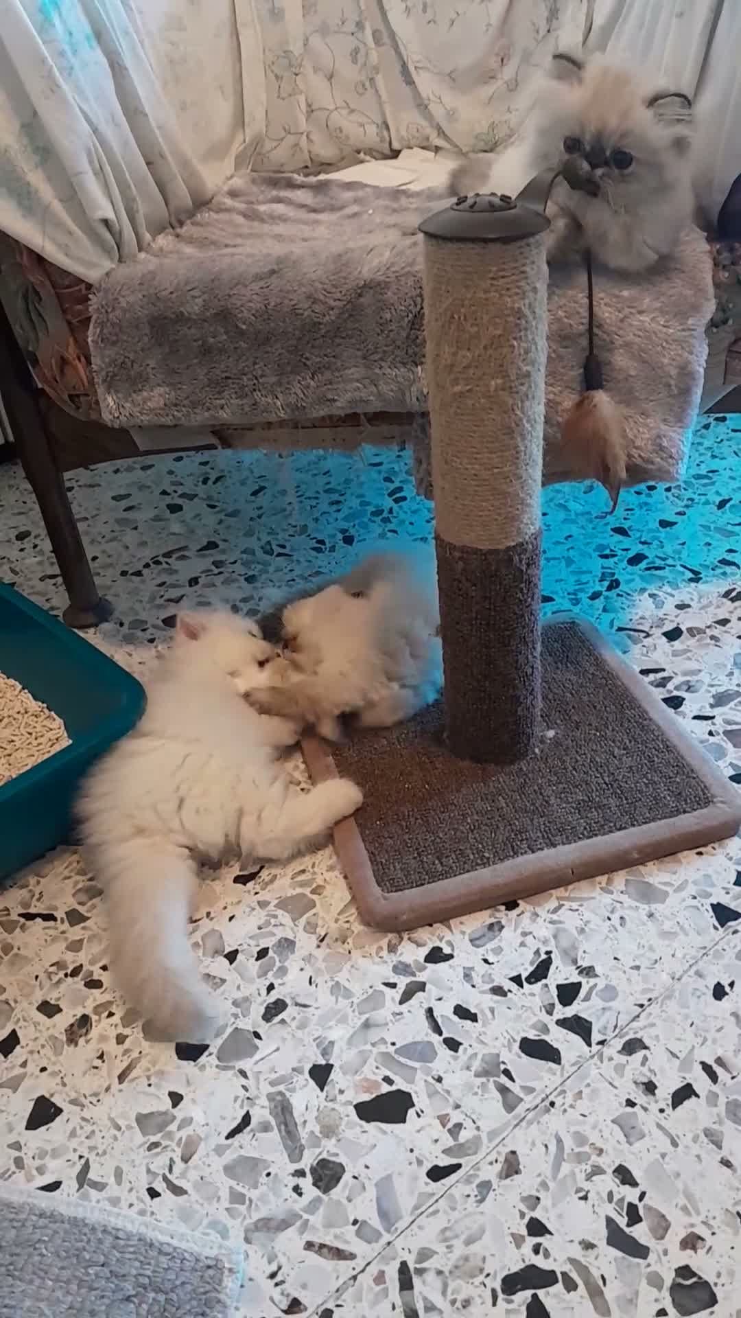 Persiano gatti in vendita: Gatti persiani - Video 1