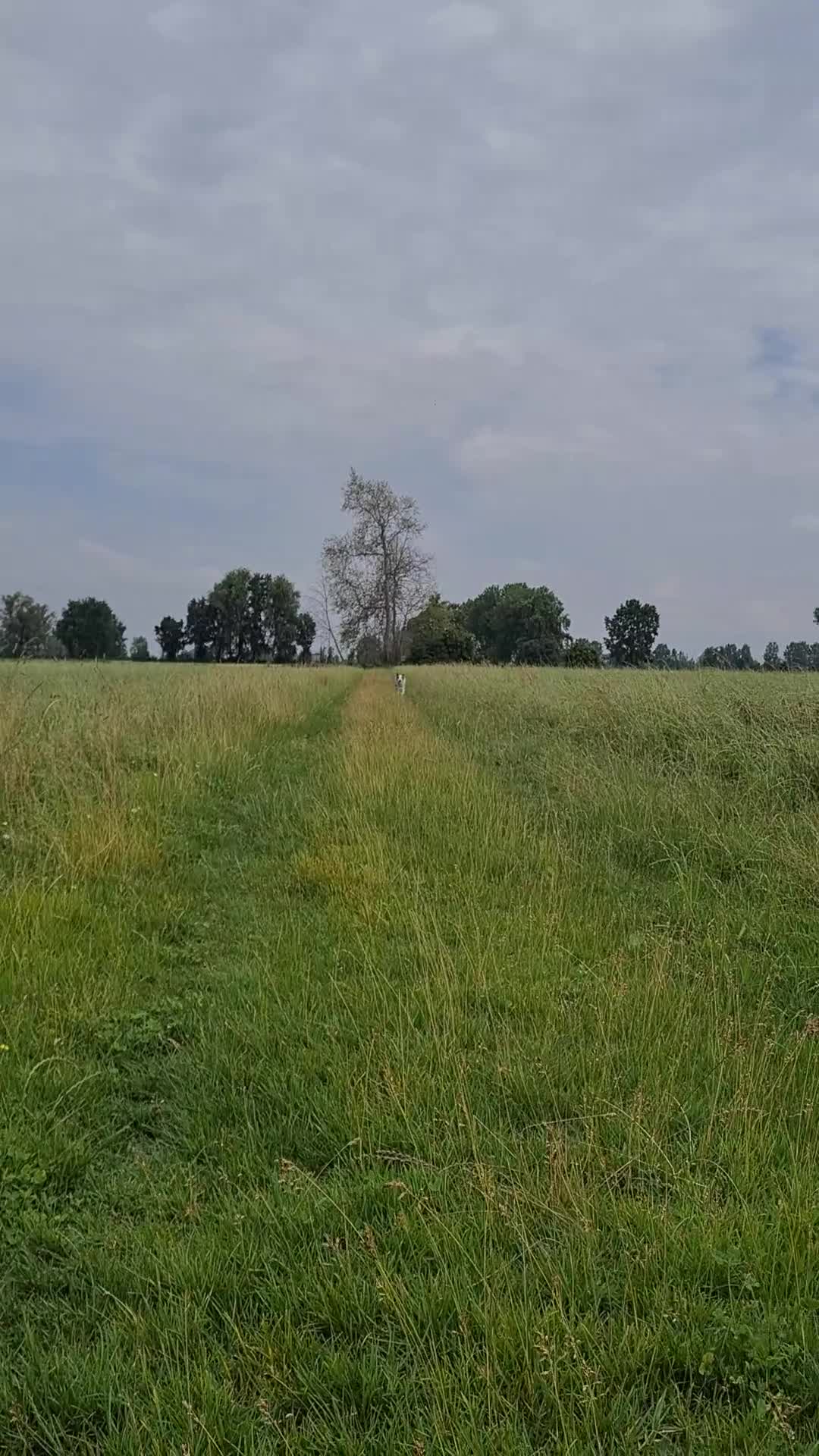 Border Collie cani per accoppiamento: Bellissimo Border con Pedigree per Accoppiamento a Provincia di Cremona - Video 3