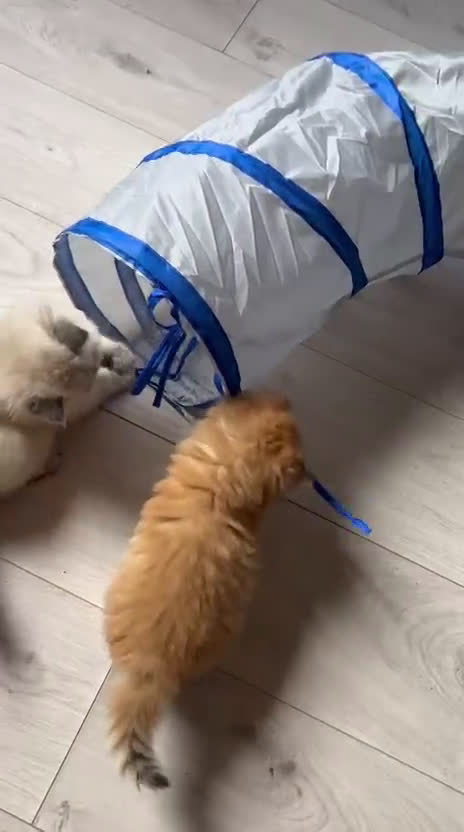 British gatti in vendita:  🩵Cuccioli British Longhair disponibili 🩵 - Video 4