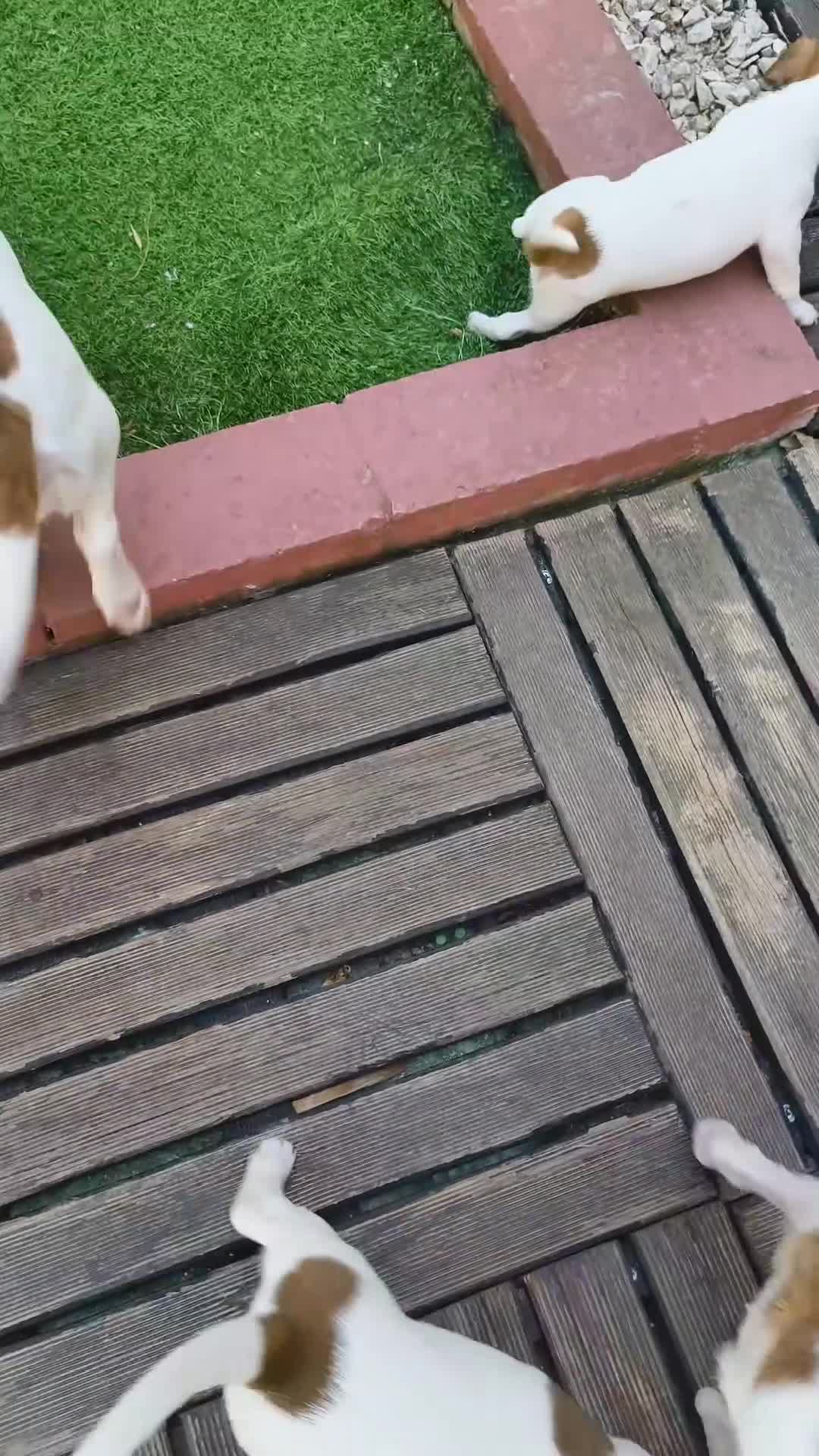 Jack Russell cani in vendita: Bellissimo cuccioli di Jack Russell terrier  a Provincia di Benevento - Video 1
