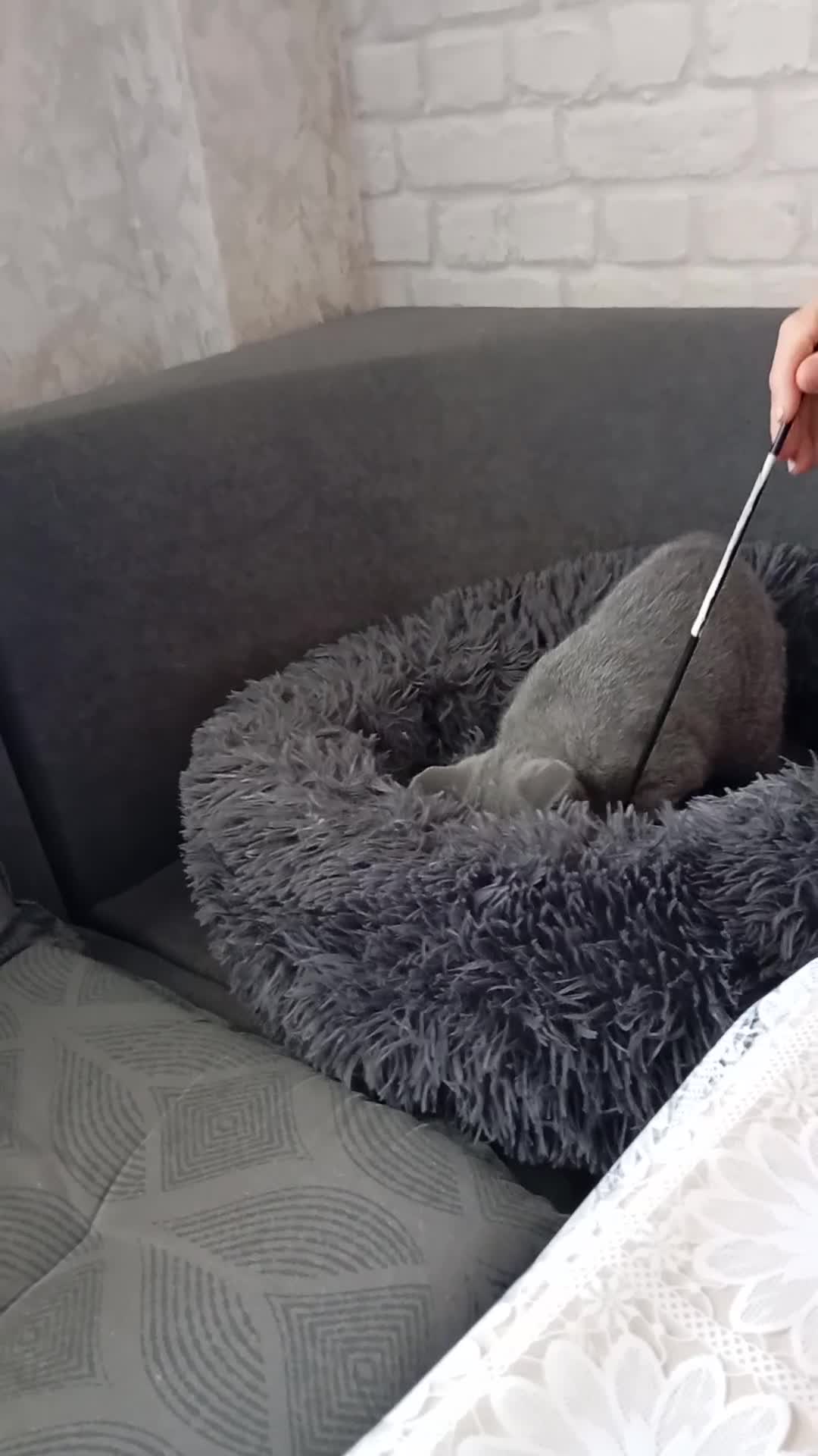 British gatti in vendita: British shorhair cuccioli  - Video 4