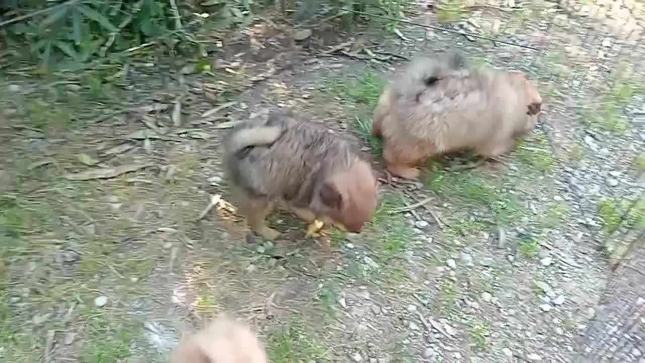 Spitz cani in vendita: Cuccioli spitz piccolo  - Video 2