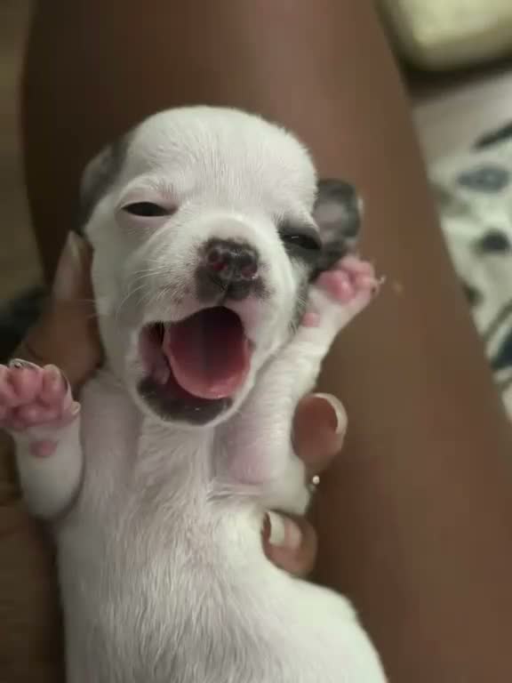 Chihuahua cani in vendita: 4 CHIHUAHUA  - Video 2