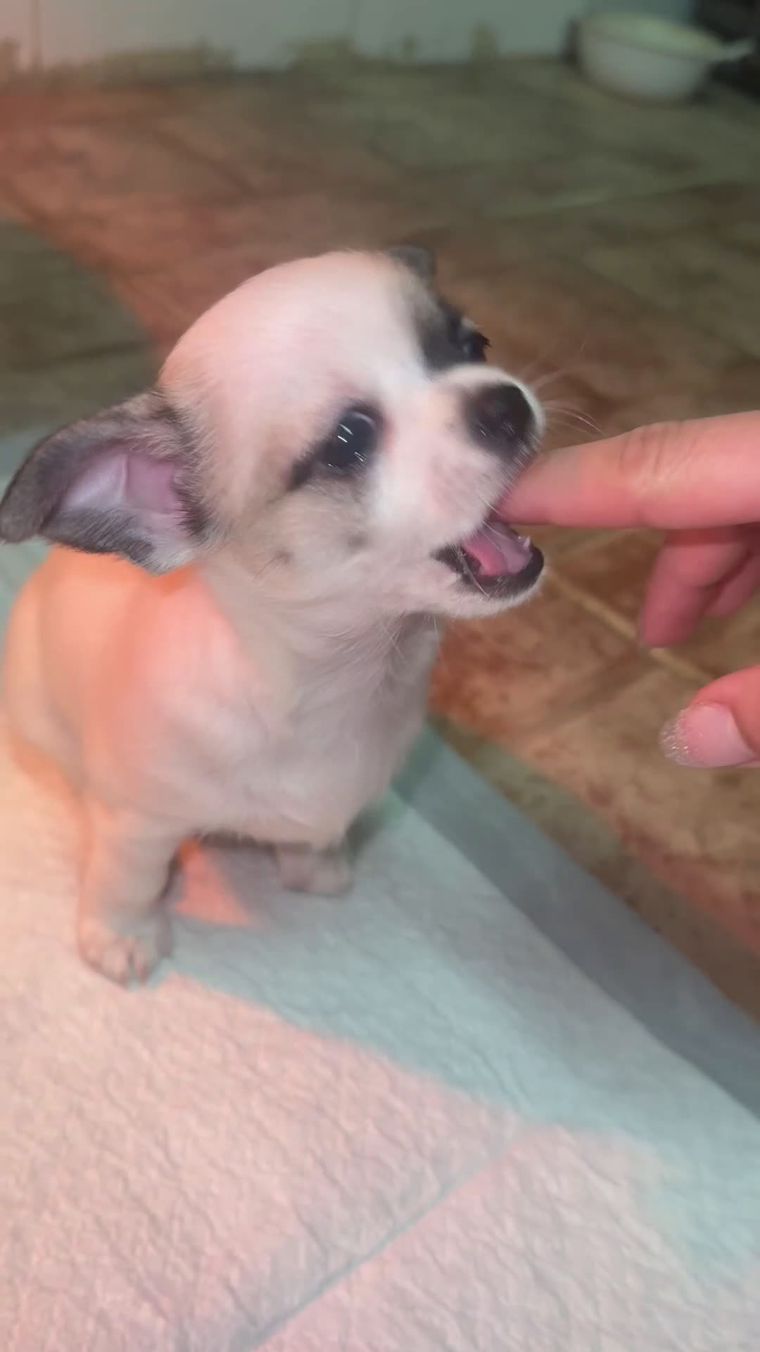 Chihuahua cani in vendita: Chihuahua - Video 1