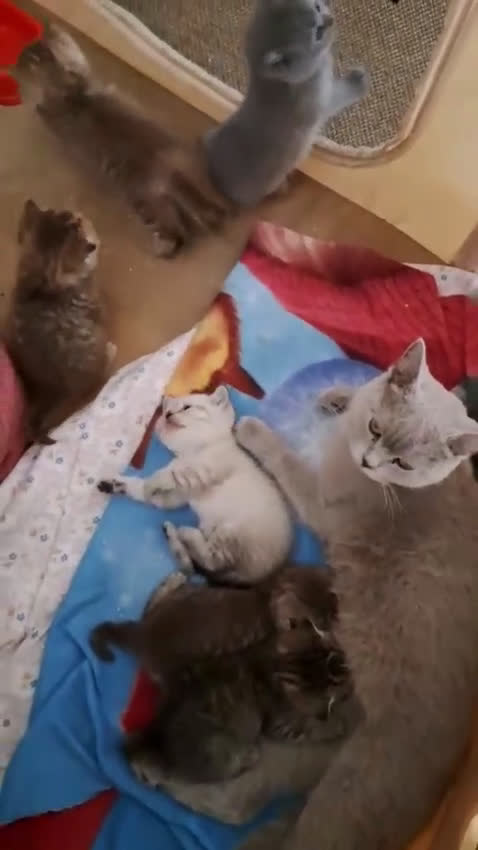 Scottish gatti in vendita: Fantastici Gattini Scottish Straight  - Video 1