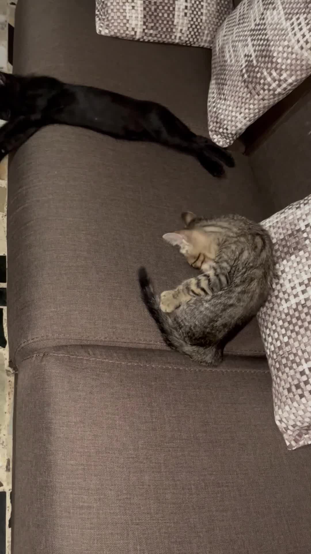 Altre razze gatti in regalo: Gattini - Video 2