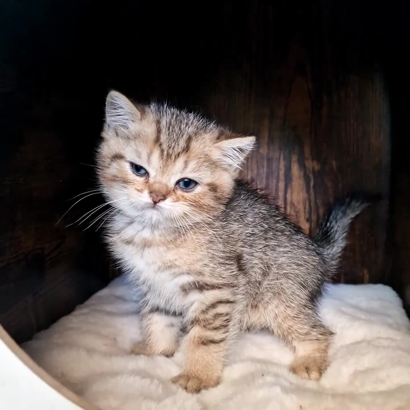 British gatti in vendita: British shorthair Femmina  - Video 1