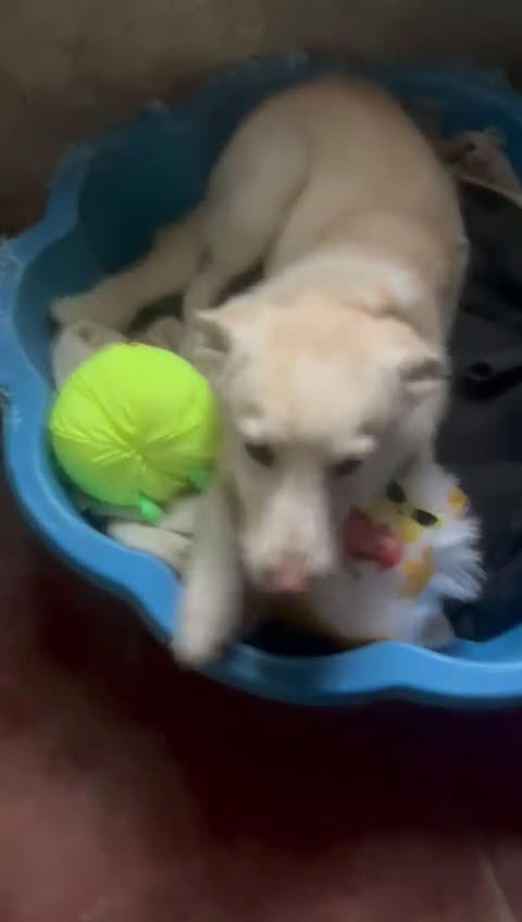 Meticcio cani in regalo: ZOOMY 🩷 -cucciola sta crescendo al freddo del box - Video 1
