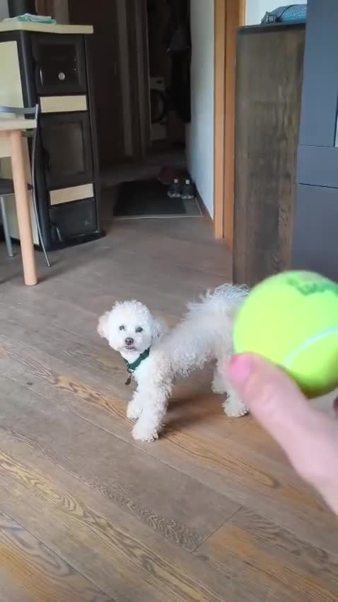 Barboncino Toy cani per accoppiamento: Disponibile barboncino toy per monta a Provincia di Bergamo - Video 1
