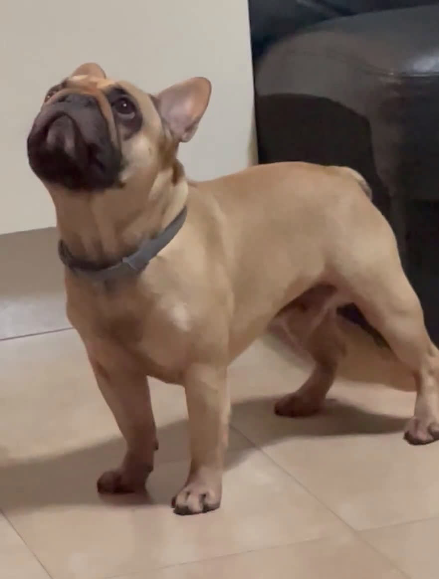 Bulldog Francese cani per accoppiamento: Othmar cerca fidanzata - RHO (Mi) - Video 1