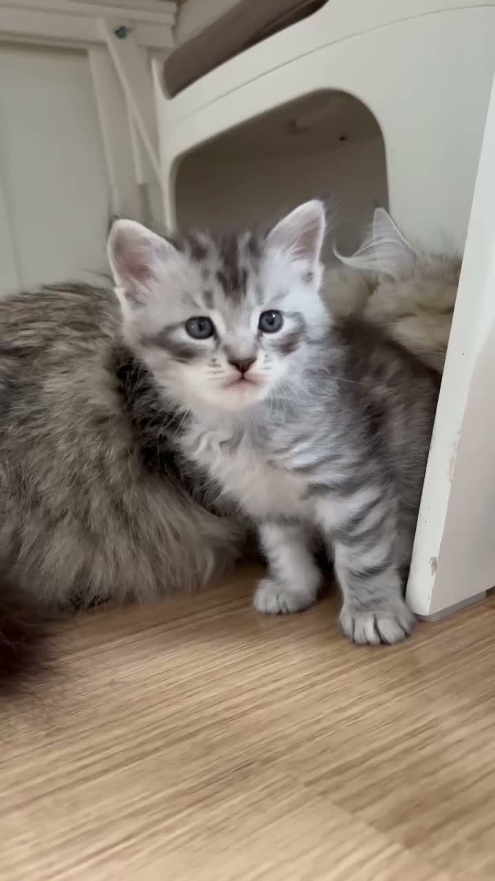 Siberiano gatti in vendita: SIBERIANO GATTINO IPOALLERGENICO  - Video 1