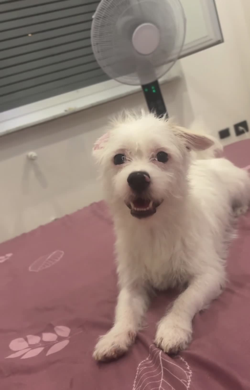 Meticcio cani in regalo: HUGO CERCA UNA FAMIGLIA a Città Metropolitana di Genova - Video 1