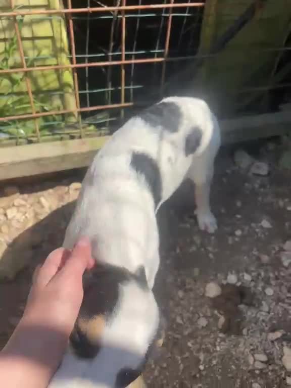 Meticcio cani in regalo: CHI ADOTTA QUESTE TENERE SORELLINE? - Video 1