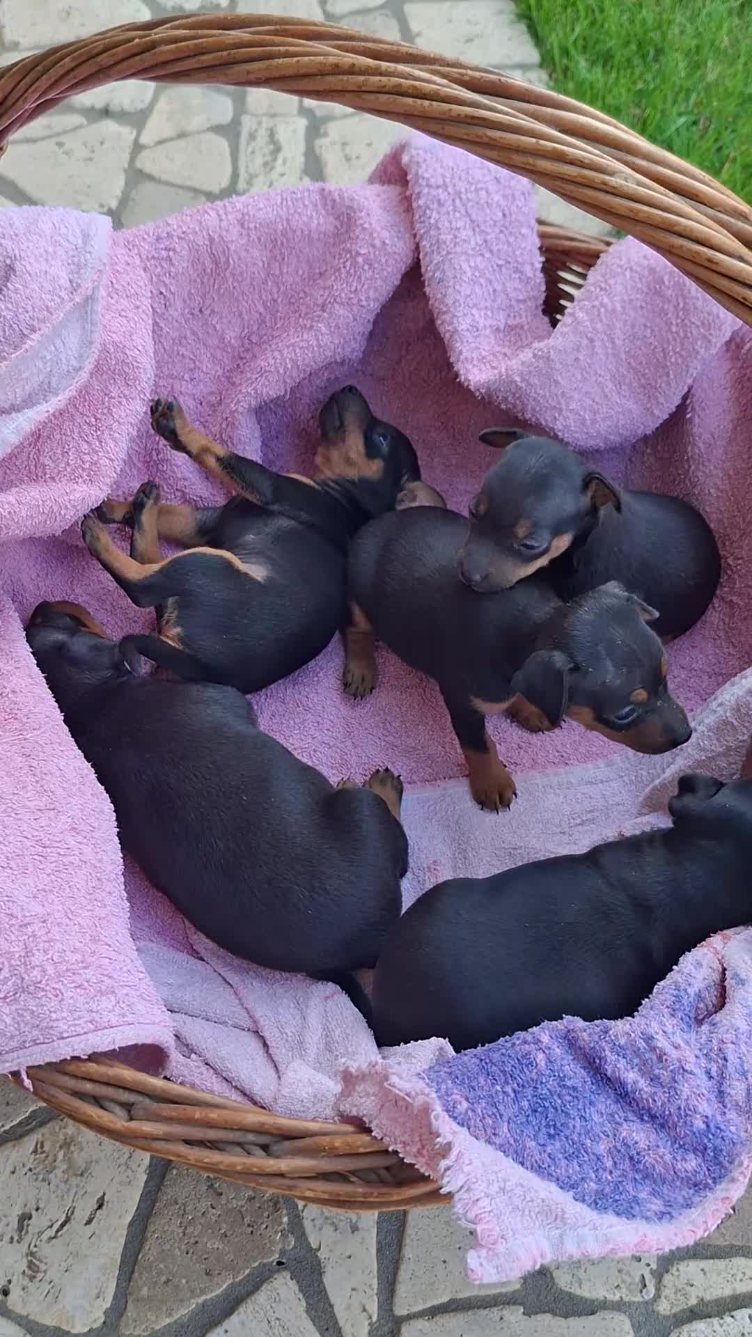 Pinscher Miniatura cani in vendita: Cuccioli pinscher nano  - Video 1