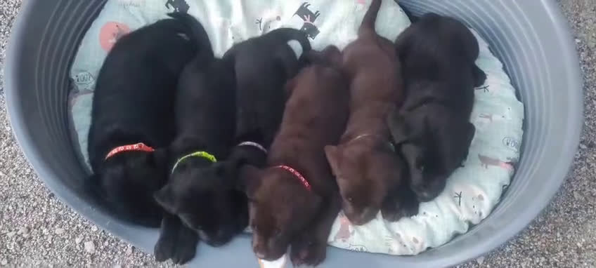 Labrador cani in vendita: Cuccioli Labrador Retriever - Video 1