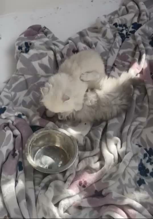 Scottish gatti in vendita: Gattini Scottish highland  - Video 1
