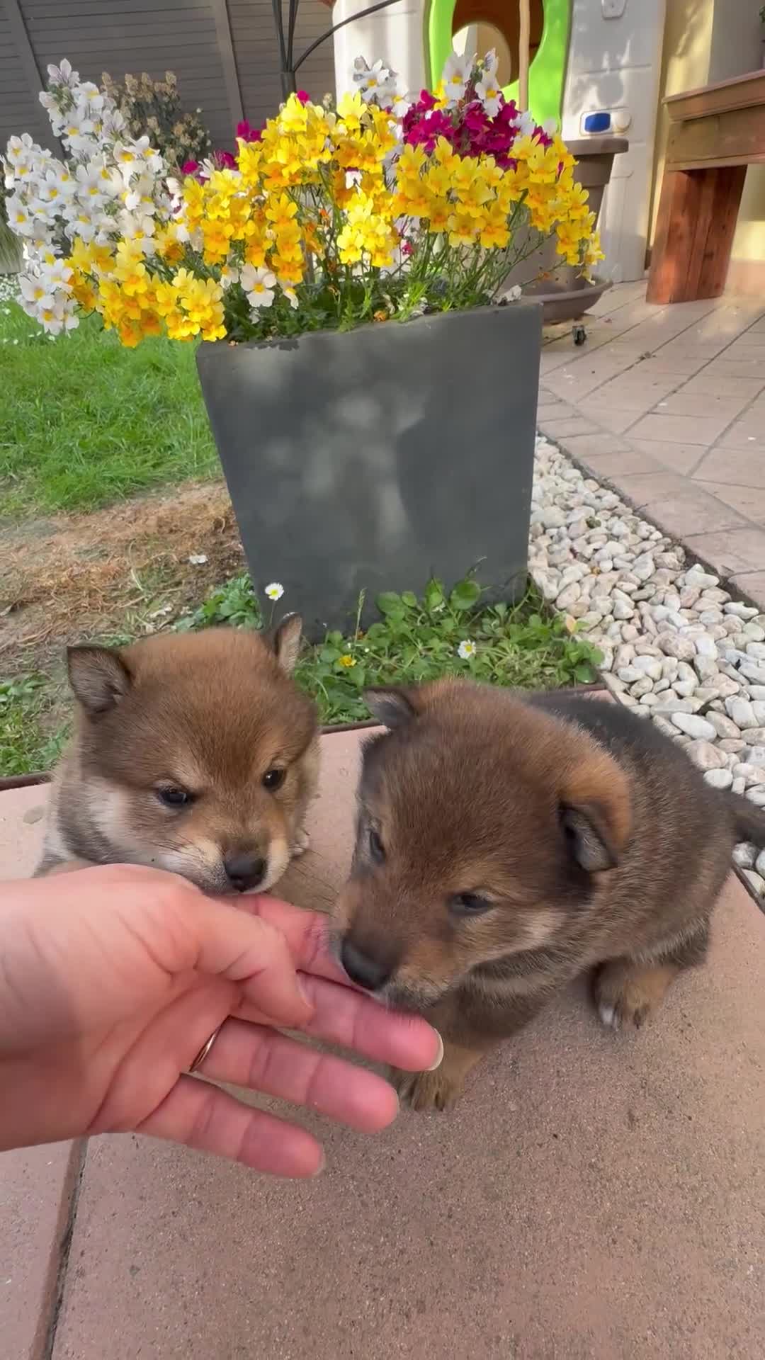 Shiba Inu cani in vendita: Cuccioli con pedigree ENCI  - Video 1