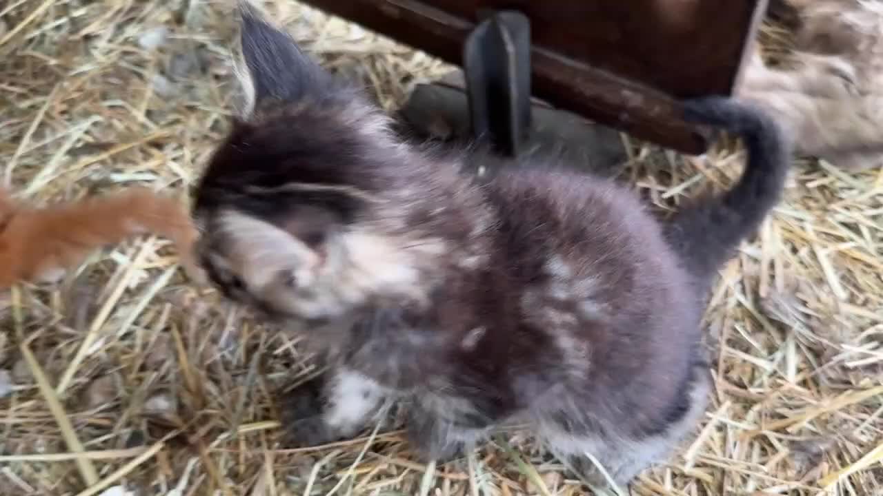 Maine Coon gatti in vendita: Cucciolo maine coon {LestatXCelebrant} - Video 1