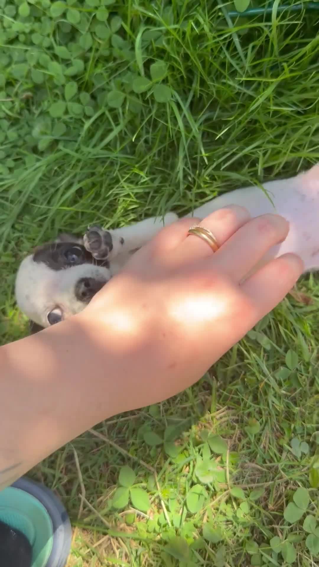 Chihuahua cani in vendita: Chihuahua toy a Provincia di Savona - Video 1