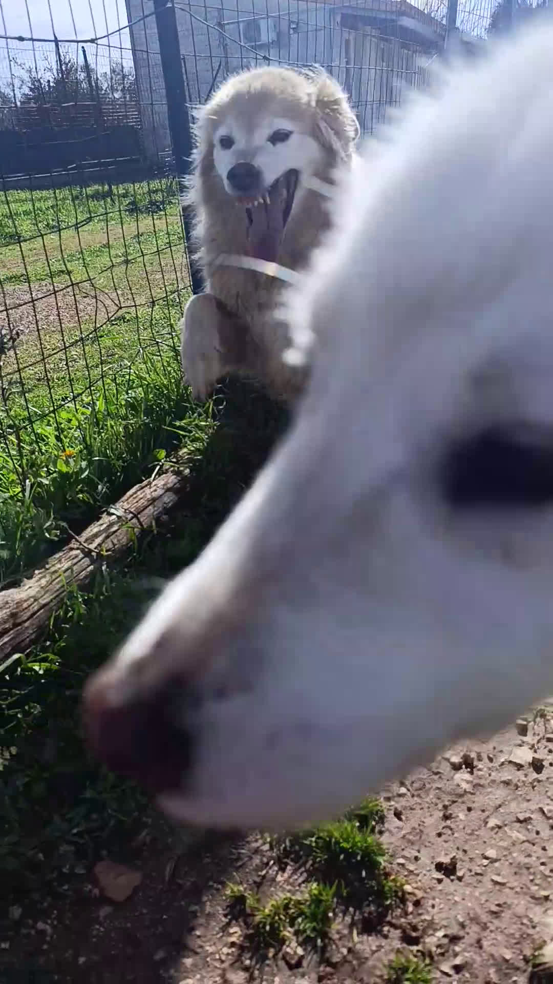 Meticcio cani in regalo: Carmen - Video 1