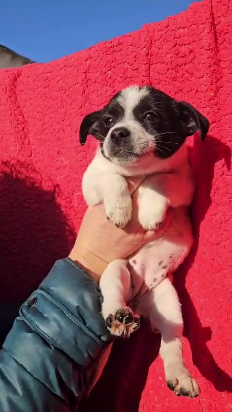 Meticcio cani in regalo: Selene: cucciola taglia piccola  - Video 1