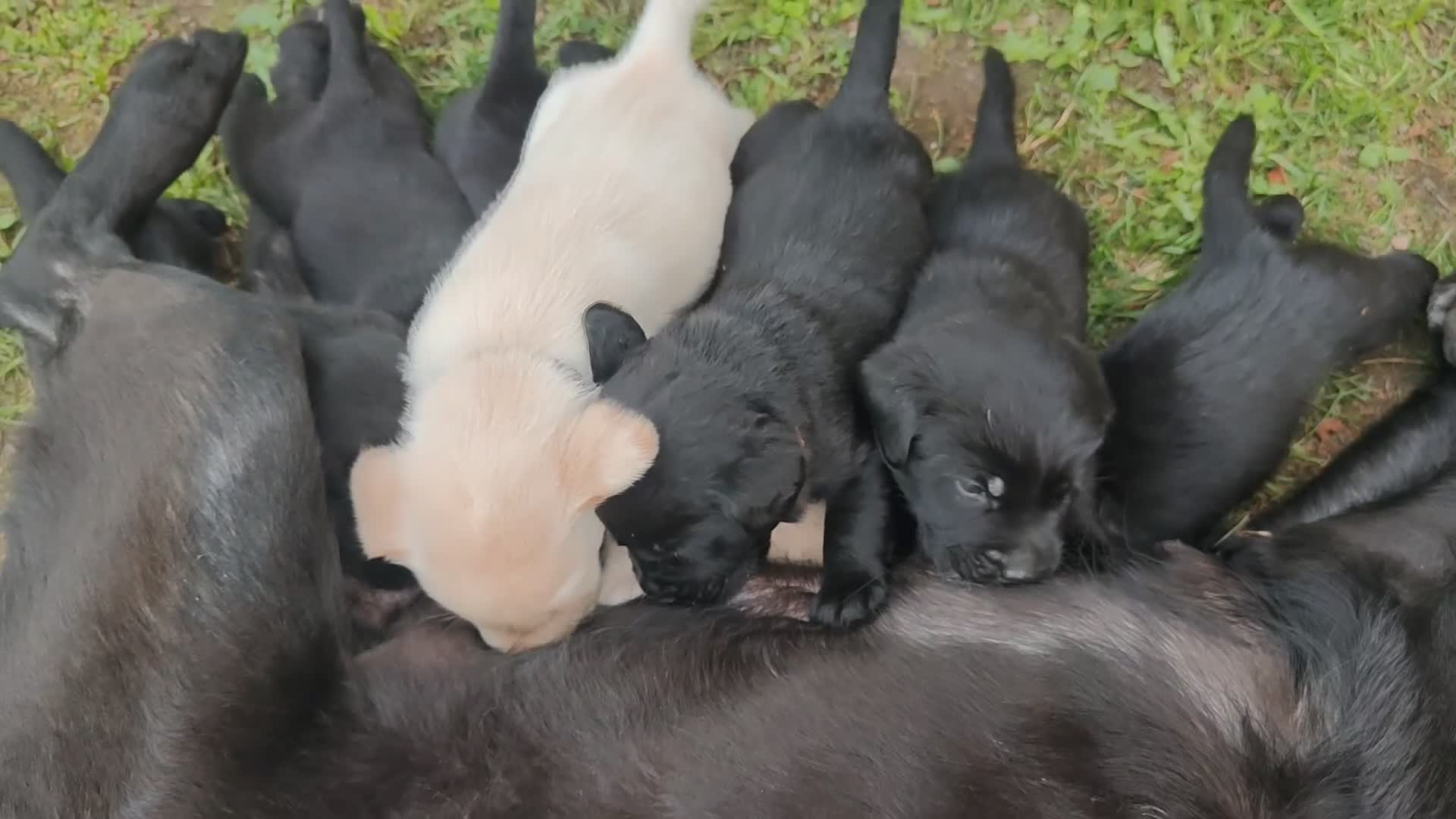 Labrador cani in vendita: Ultimo maschietto giallo di labrador retriever  a Provincia di Novara - Video 1