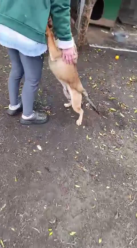 Beagle cani in regalo: Martino, Beagle Mix in Canile a Provincia di Rovigo - Video 1