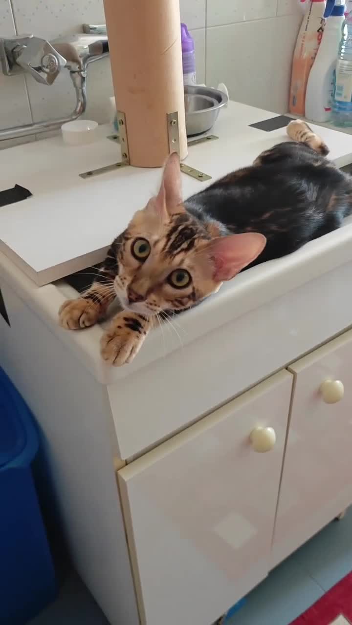 Bengala gatti in vendita: Cuccioli gattini bengale pronti - Video 2