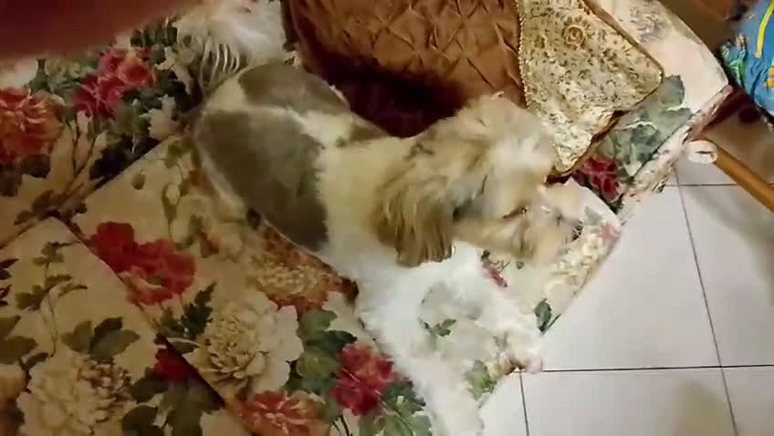 Yorkshire cani in regalo: Regalo cagnolino rimasto orfano di umani  - Video 1