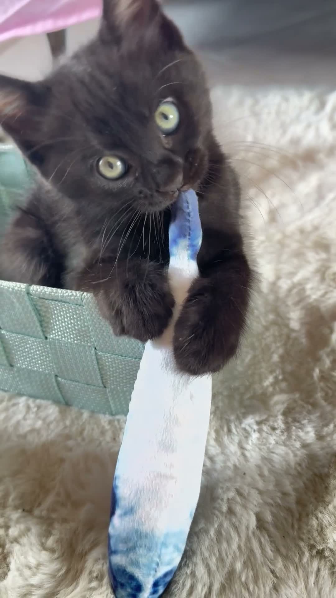 Altre razze gatti in vendita: 🩷🩷GATTINI🩷🩷Piccolini💓 Disponibile da NOVEMBRE - Video 1