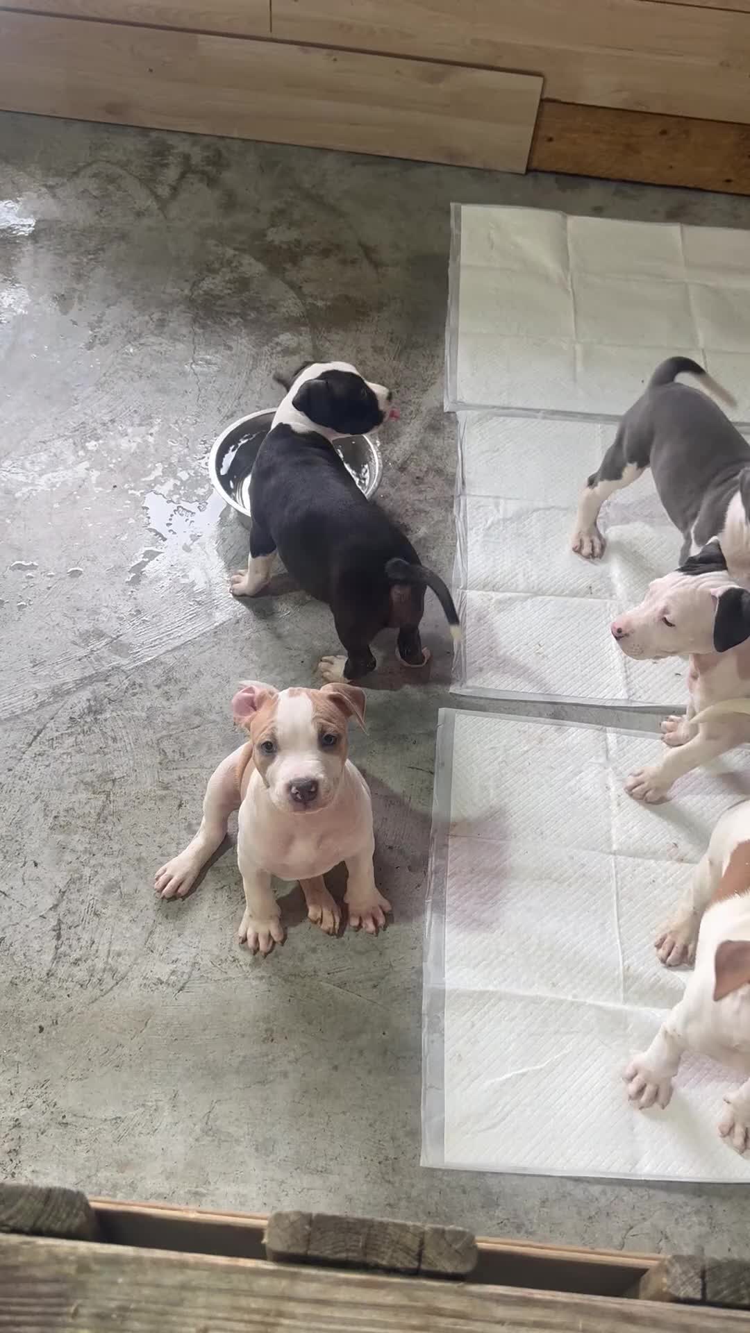 American Staffordshire cani in vendita: Cuccioli di amstaff  - Video 1
